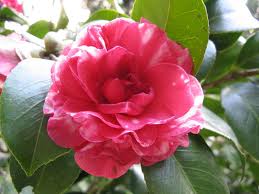 Camellia Japonica 45G []